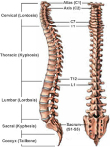 Spinal Surgery