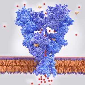 gchfm beyondserotonin2