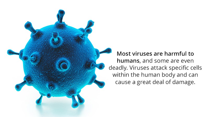 Viruses