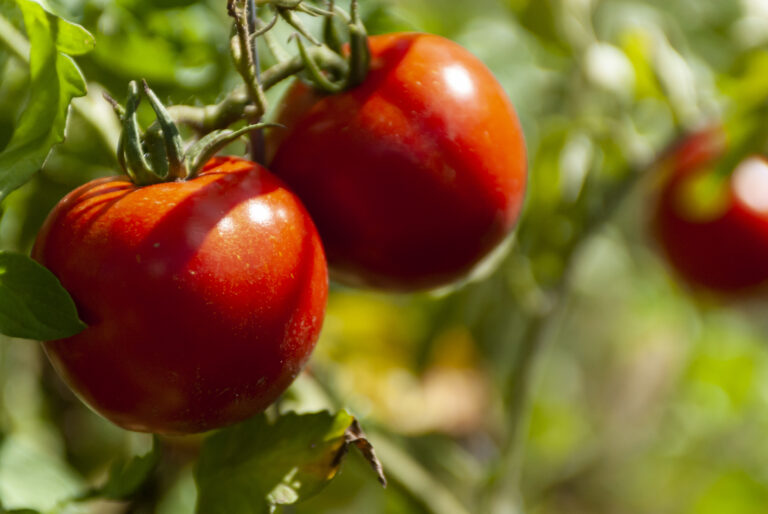 Health Benefits of Tomatoes