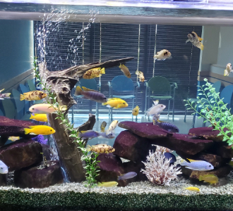 Fish swimming in a fish tank