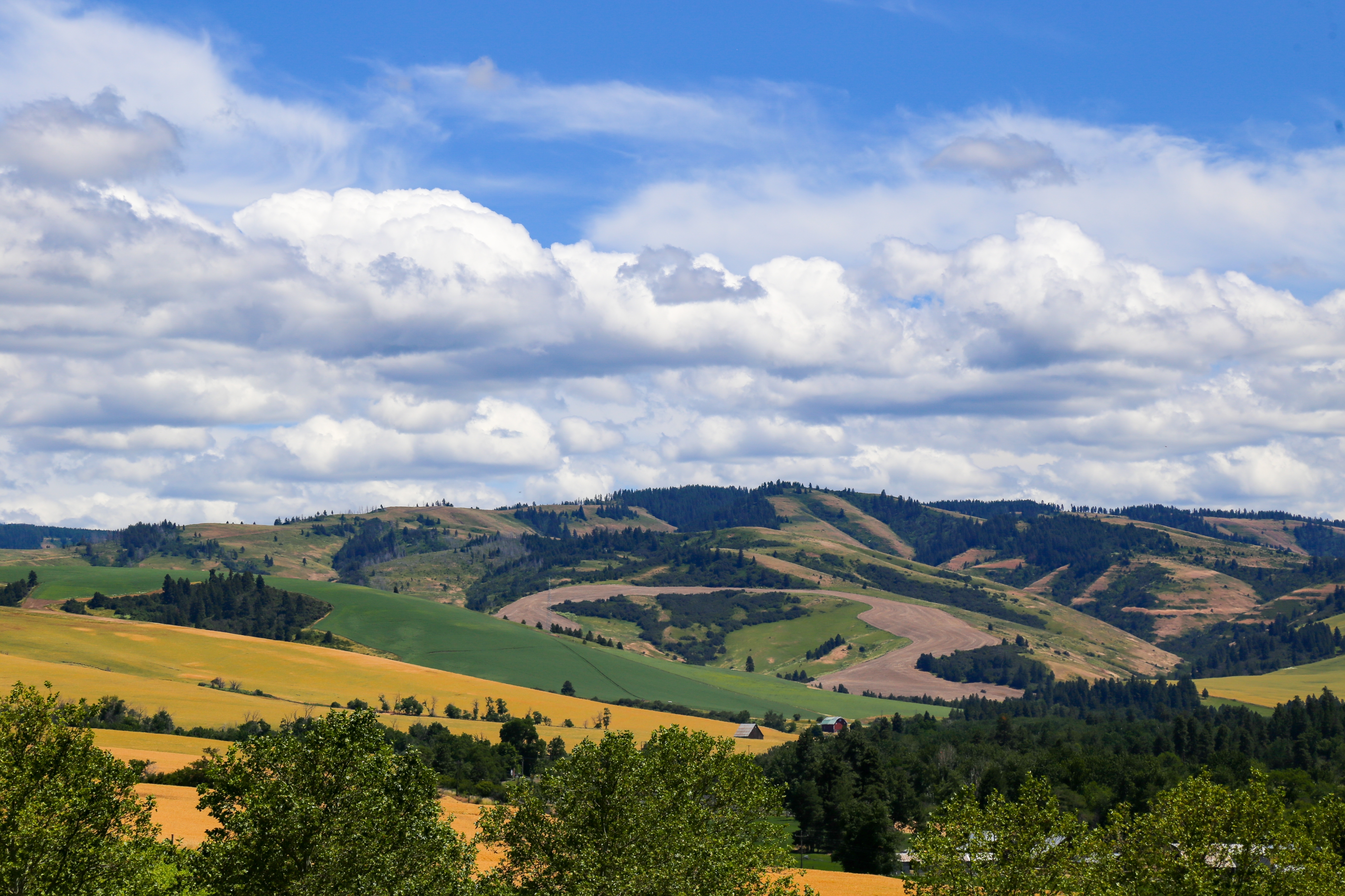 Rolling hills in Walla Walla