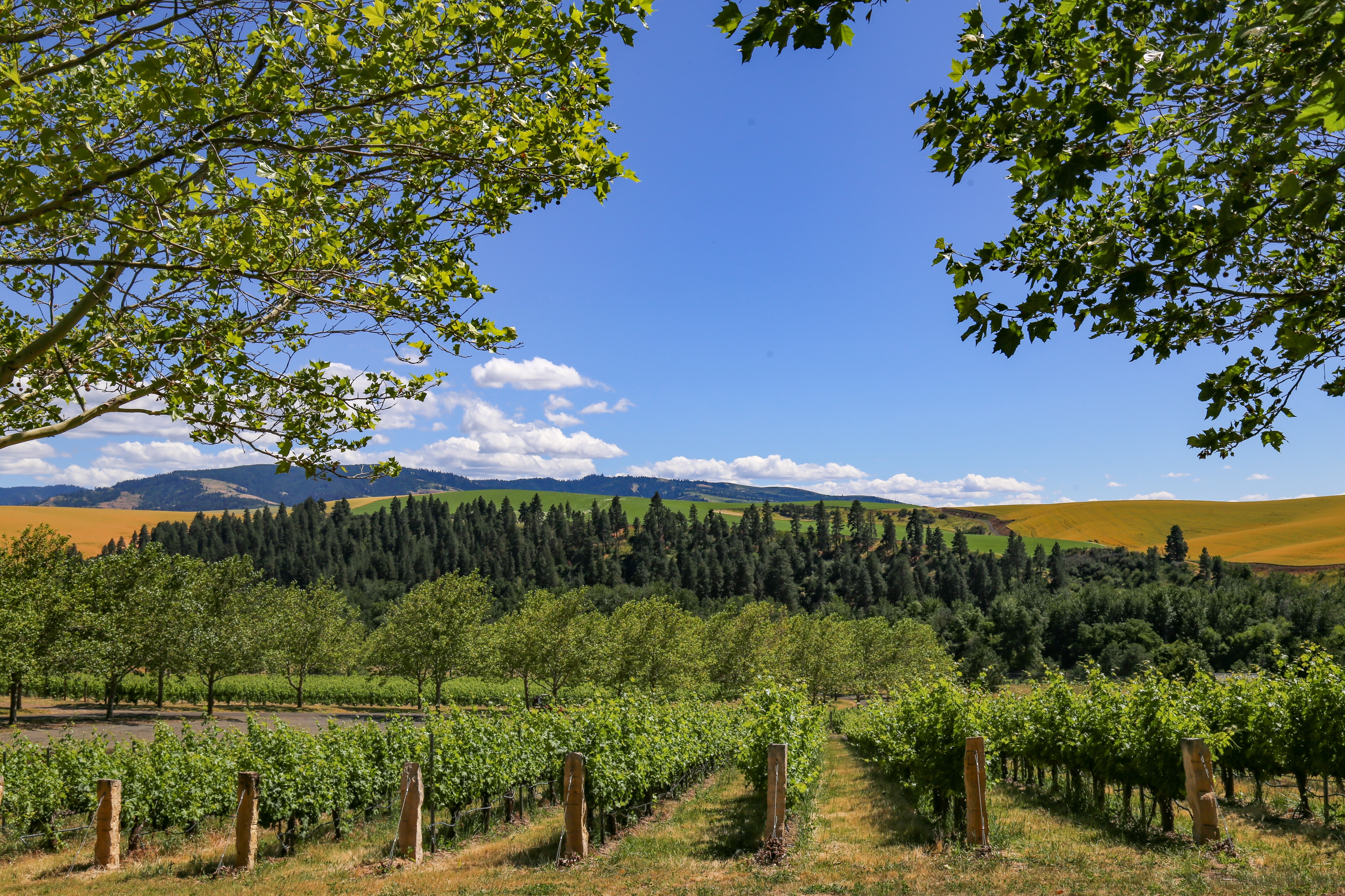 Rows of grape vines in a Wall Walla vineyard